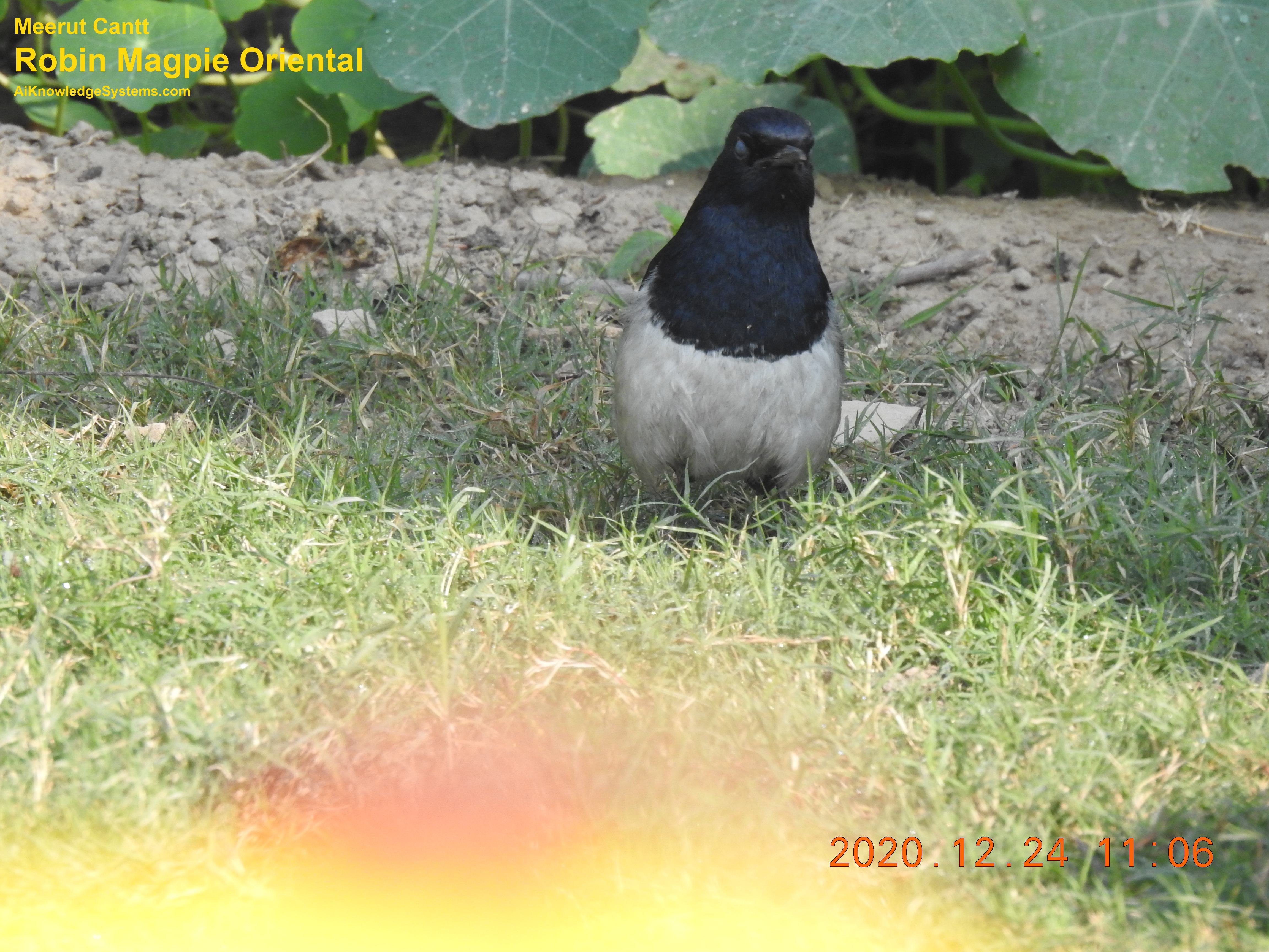 Magpie Robin (11) Coming Soon